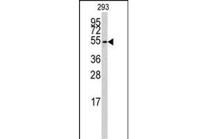 Western blot analysis of anti-CYP26B1 Antibody (C-term) (ABIN392528 and ABIN2842083) in 293 cell line lysates (35 μg/lane). (CYP26B1 抗体  (C-Term))