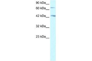 WB Suggested Anti-SEMA4A Antibody Titration: 1. (Sema4a 抗体  (N-Term))