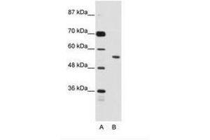 Image no. 1 for anti-Bromodomain Containing 3 (BRD3) (N-Term) antibody (ABIN203206) (BRD3 抗体  (N-Term))