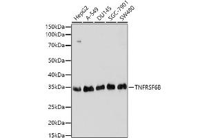 Western blot analysis of extracts of various cell lines, using TNFRSF6B antibody (ABIN3021023, ABIN3021024, ABIN3021025 and ABIN6213919) at 1:1000 dilution. (TNFRSF6B 抗体  (AA 35-300))