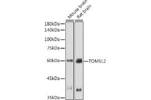 Western blot analysis of extracts of various cell lines, using TOM1L2 antibody (ABIN7270733) at 1:1000 dilution. (TOM1L2 抗体)