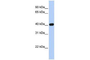 WB Suggested Anti-CXADR Antibody Titration:  0. (Coxsackie Adenovirus Receptor 抗体  (N-Term))