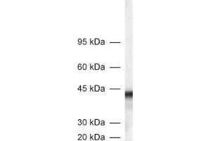dilution: 1 : 1000, sample: rat brain homogenate (GLN1 抗体)