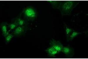 Anti-PBLD mouse monoclonal antibody (ABIN2453424) immunofluorescent staining of COS7 cells transiently transfected by pCMV6-ENTRY PBLD (RC202328). (PBLD1 抗体)