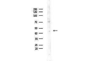 Western blot analysis of lysates from Mouse testis, using DNAJ Antibody at 1/1000 dilution.