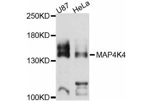 Western blot analysis of extracts of various cell lines, using MAP4K4 antibody (ABIN4904299) at 1:3000 dilution. (MAP4K4 抗体)