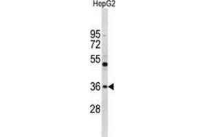Western blot analysis of ELOVL2 (arrow) in HepG2 cell line lysates (35ug/lane) using ELOVL2  Antibody (N-term). (ELOVL2 抗体  (N-Term))