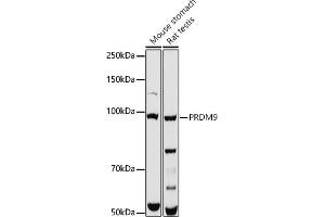 Western blot analysis of extracts of various cell lines, using PRDM9 antibody (ABIN7269501) at 1:1000 dilution. (PRDM9 抗体)