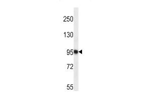 TTC15 Antibody (C-term) (ABIN657310 and ABIN2846388) western blot analysis in K562 cell line lysates (35 μg/lane). (TTC15 抗体  (C-Term))