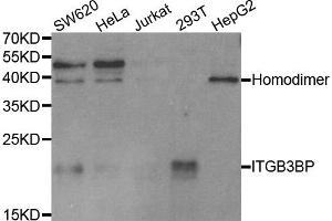 Western blot analysis of extracts of various cell lines, using ITGB3BP antibody. (ITGB3BP 抗体)
