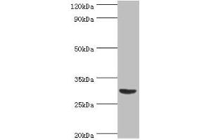 Western blot All lanes: Tumor necrosis factor ligand superfamily member 13B antibody at 2 μg/mL + Mouse liver tissue Secondary Goat polyclonal to rabbit IgG at 1/10000 dilution Predicted band size: 32, 30, 18 kDa Observed band size: 32 kDa (BAFF 抗体  (AA 76-285))