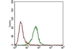 Flow cytometric analysis of Hela cells using PDK2 mouse mAb (green) and negative control (red).