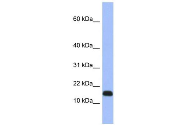 RPL37A 抗体  (Middle Region)