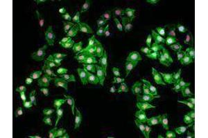 Immunofluorescence (IF) image for anti-Tripartite Motif Containing 28 (TRIM28) antibody (ABIN2666087) (KAP1 抗体)