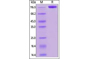 Biotinylated Human Siglec-2, Fc,Avitag on  under reducing (R) condition. (CD22 Protein (AA 20-687) (Fc Tag,AVI tag,Biotin))