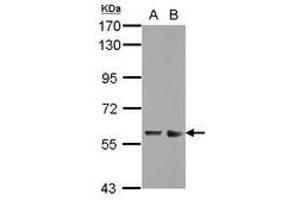 Image no. 2 for anti-Zinc Finger and SCAN Domain Containing 32 (ZSCAN32) (AA 64-237) antibody (ABIN1501845) (Zinc Finger and SCAN Domain Containing 32 (ZSCAN32) (AA 64-237) 抗体)