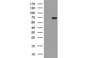Image no. 1 for anti-HMG Box Domain Containing 4 (HMGXB4) (AA 1-348) antibody (ABIN1490758) (HMGXB4 抗体  (AA 1-348))