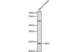 Western blot analysis of extracts of Mouse kidney cells, using HBG1 antibody (ABIN1679149, ABIN1679148, ABIN7101336 and ABIN7101337) at 1:1000 dilution. (HBG1/2 抗体)