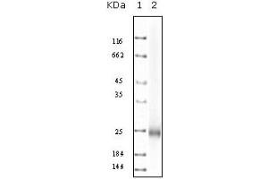 Western Blotting (WB) image for anti-Interleukin 10 (IL10) antibody (ABIN2464113) (IL-10 抗体)