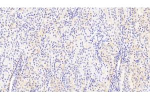 Immunohistochemistry (IHC) image for anti-Kininogen 1 (KNG1) (AA 390-644) antibody (ABIN7433357)