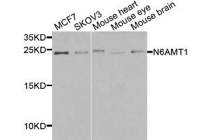 Western blot analysis of extracts of various cell lines, using N6AMT1 antibody (ABIN5974334) at 1/1000 dilution. (N6AMT1 抗体)