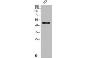 Western Blot analysis of 3T3 cells using Antibody diluted at 500. (E2F3 抗体  (acLys168))