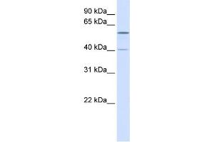 WB Suggested Anti-TRIM49 Antibody Titration:  0. (TRIM49 抗体  (N-Term))