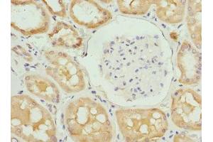 Immunohistochemistry of paraffin-embedded human kidney tissue using ABIN7151751 at dilution of 1:100 (PROCR 抗体  (AA 18-210))