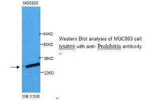 Image no. 1 for anti-Prohibitin (PHB) antibody (ABIN790859) (Prohibitin 抗体)