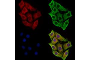 ABIN7094529 and ABIN7098578 staining Hela cells by IF/ICC. (STIL 抗体  (C-Term))