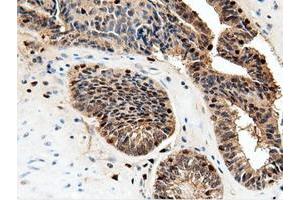 Immunohistochemical staining of paraffin-embedded Human Kidney tissue using anti-NT5DC1 mouse monoclonal antibody. (NT5DC1 抗体)