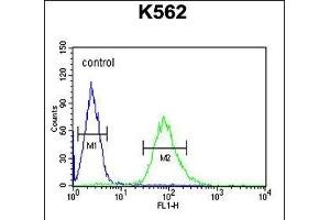 ARHG Antibody (N-term) (ABIN654716 and ABIN2844405) flow cytometric analysis of K562 cells (right histogram) compared to a negative control cell (left histogram). (ARHGAP17 抗体  (N-Term))