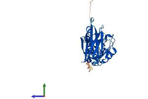 Protein Structure (PS) image for E3 Ubiquitin-Protein Ligase SIAH1 (SIAH1) (AA 1-282) protein (His tag) (ABIN7555463)