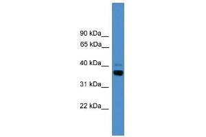 WB Suggested Anti-Atf4 Antibody Titration:  0. (ATF4 抗体  (N-Term))