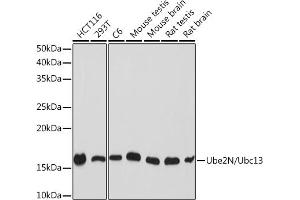 Western blot analysis of extracts of various cell lines, using Ube2N/Ubc13 Rabbit mAb (ABIN7271179) at 1:1000 dilution. (UBE2N 抗体)