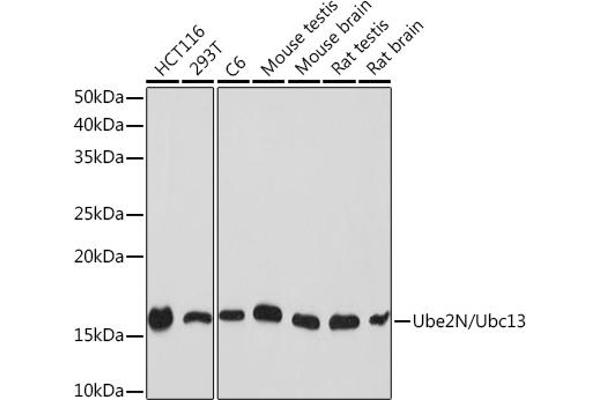 UBE2N 抗体