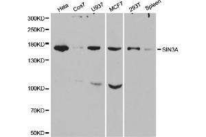 Western blot analysis of extracts of various cell lines, using SIN3A antibody. (SIN3A 抗体)