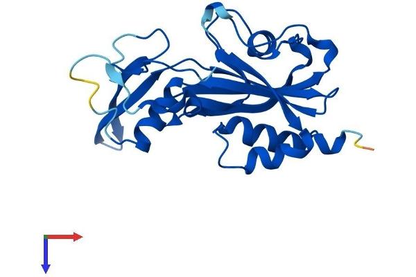 NUDT14 Protein (AA 1-222) (His tag)