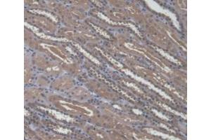 IHC-P analysis of Human Kidney Tissue, with DAB staining. (A4GALT 抗体  (AA 44-353))