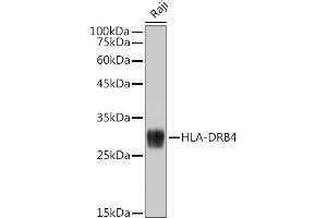 Western blot analysis of extracts of Raji cells, using HLA-DRB4 antibody (ABIN7268375) at 1:1000 dilution. (HLA-DRB4 抗体)