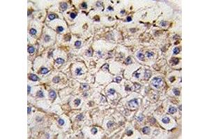IHC analysis of FFPE human testis tissue stained with LC3 II antibody