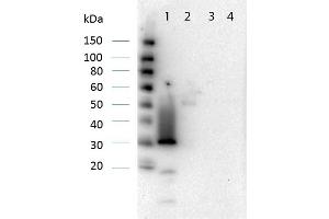 Western Blotting (WB) image for anti-Red Fluorescent Protein (RFP) antibody (ABIN129578)