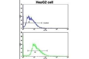 Flow cytometric analysis of HepG2 cells using LB2 Antibody (C-term)(bottom histogr) compared to a negative control cell (top histogr). (LAMB2 抗体  (C-Term))