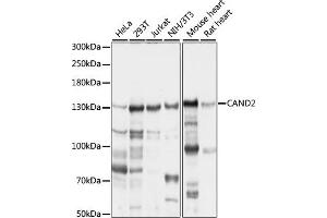 Western blot analysis of extracts of various cell lines, using C antibody (ABIN7266547) at 1:1000 dilution. (CAND2 抗体  (AA 850-1000))