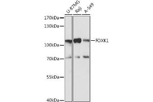 Western blot analysis of extracts of various cell lines, using FOXK1 antibody (ABIN7267237) at 1:1000 dilution. (Foxk1 抗体  (AA 434-733))