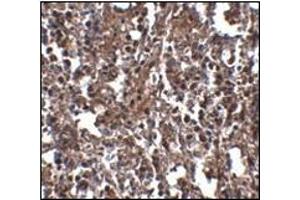 Immunohistochemistry (Paraffin-embedded Sections) (IHC (p)) image for anti-Killer Cell Lectin-Like Receptor, Subfamily A, Member 2 (Klra2) (C-Term) antibody (ABIN500130)