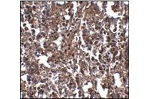 Immunohistochemistry of KLRA2 in human spleen tissue with this product at 2. (Klra2 抗体  (C-Term))