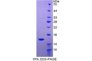 SDS-PAGE analysis of Human FABP7 Protein.