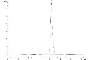 The purity of Human GUCY2C is greater than 95 % as determined by SEC-HPLC.