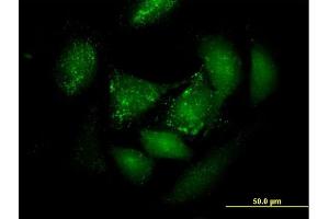 Immunofluorescence of purified MaxPab antibody to PER3 on HeLa cell. (PER3 抗体  (AA 1-378))